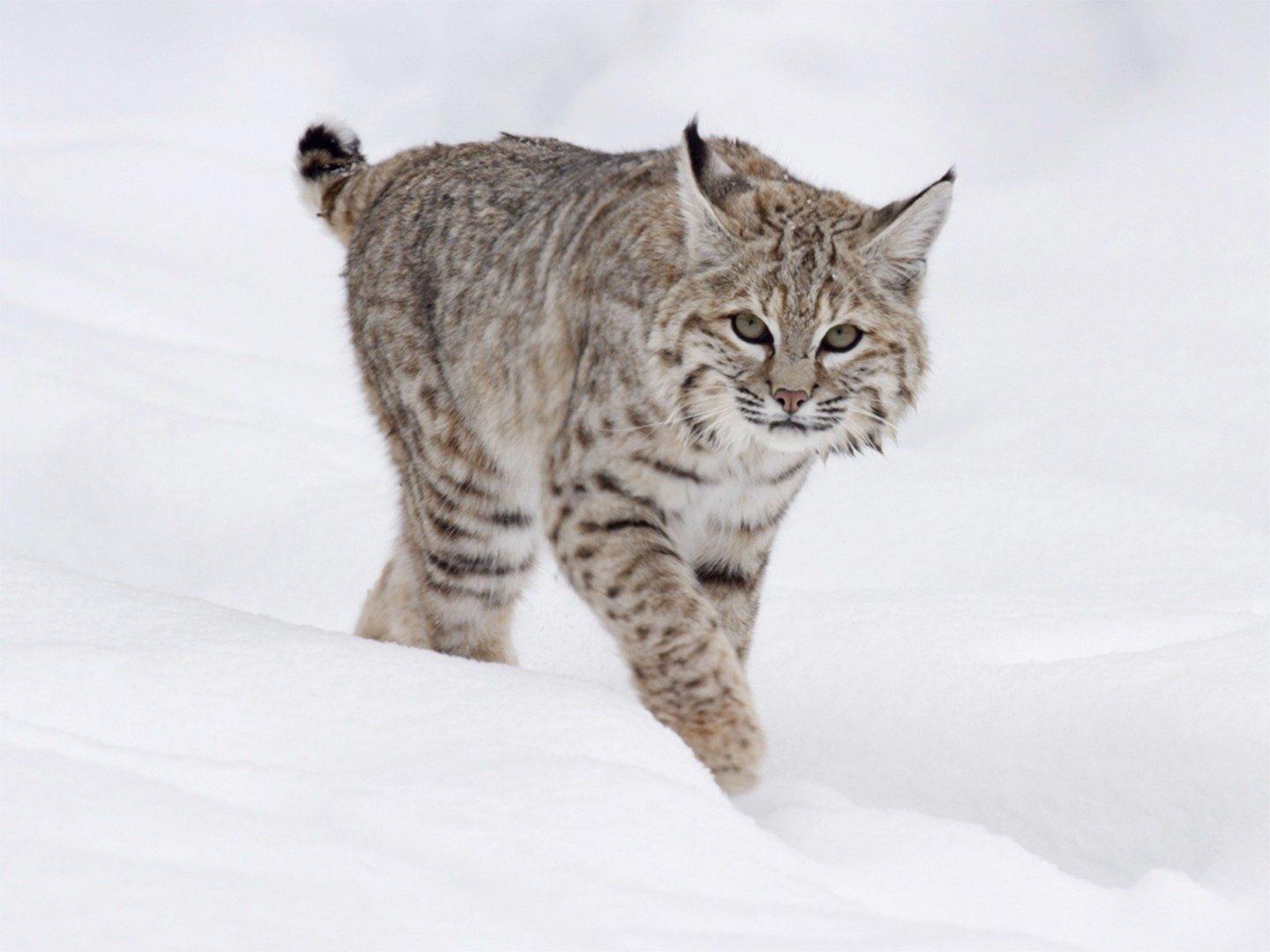 Carátula de Yellowstone - Park der Extreme